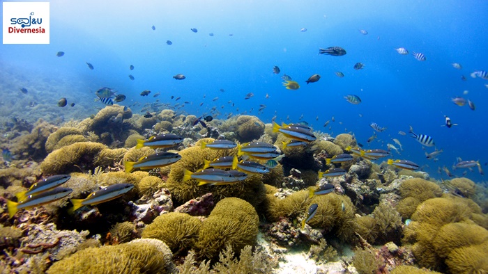 beautiful underwater paradise of Gili